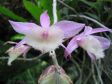 Orchidea lilla